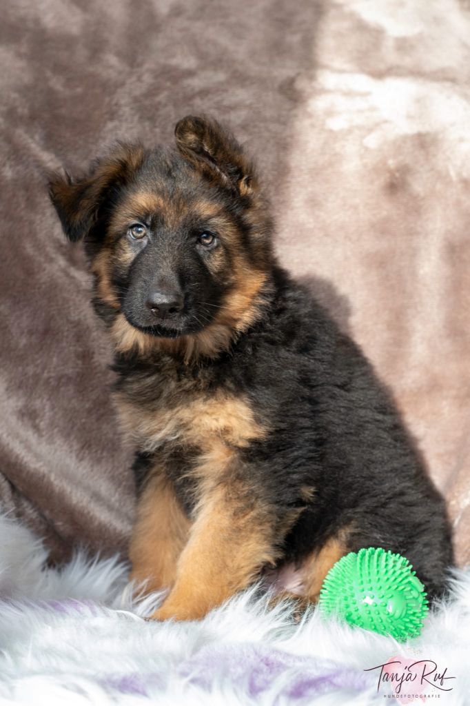 du domaine de Locus - Chiot disponible  - Berger Allemand Poil Long