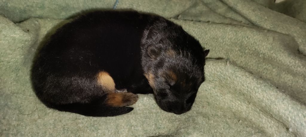 du domaine de Locus - Chiot disponible  - Berger Allemand Poil Long