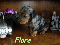 FLORE