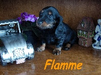 FLAMME