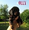 OLLY