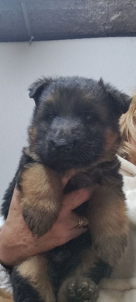 du domaine de Locus - Chiot disponible  - Berger Allemand Poil Long