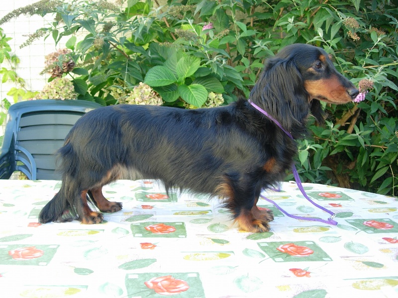 CH. Badiane du domaine de Locus