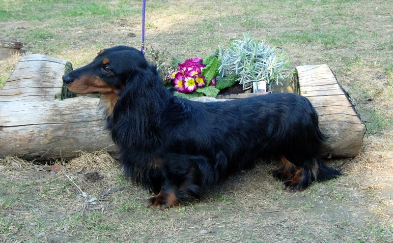Frodon du domaine de Locus