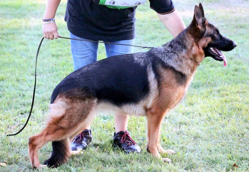 Sybelle von pallas athene