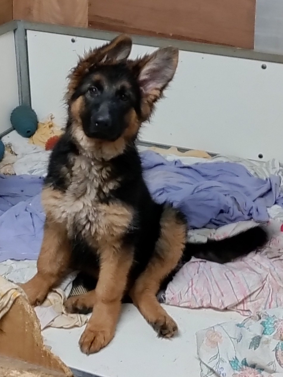 ANNY AZALÉE du domaine de Locus