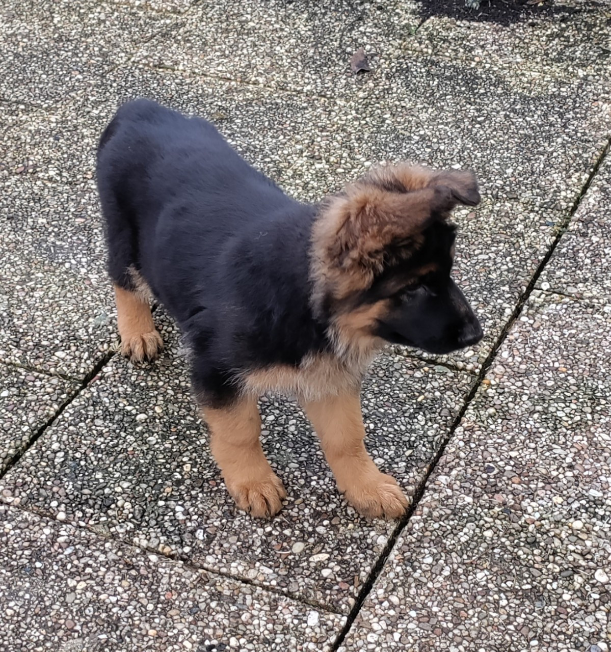 Dernière portée de Nina Une de ses filles encore disponible