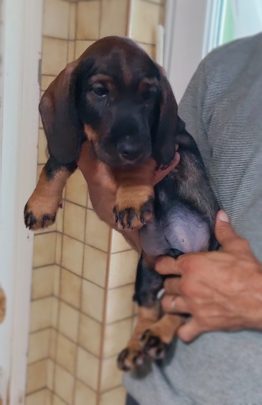 Baxter cherche une famille pour la vie