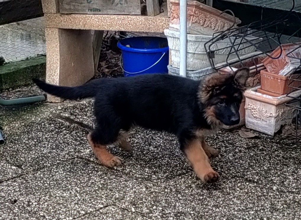 du domaine de Locus - Chiots disponibles - Berger Allemand Poil Long