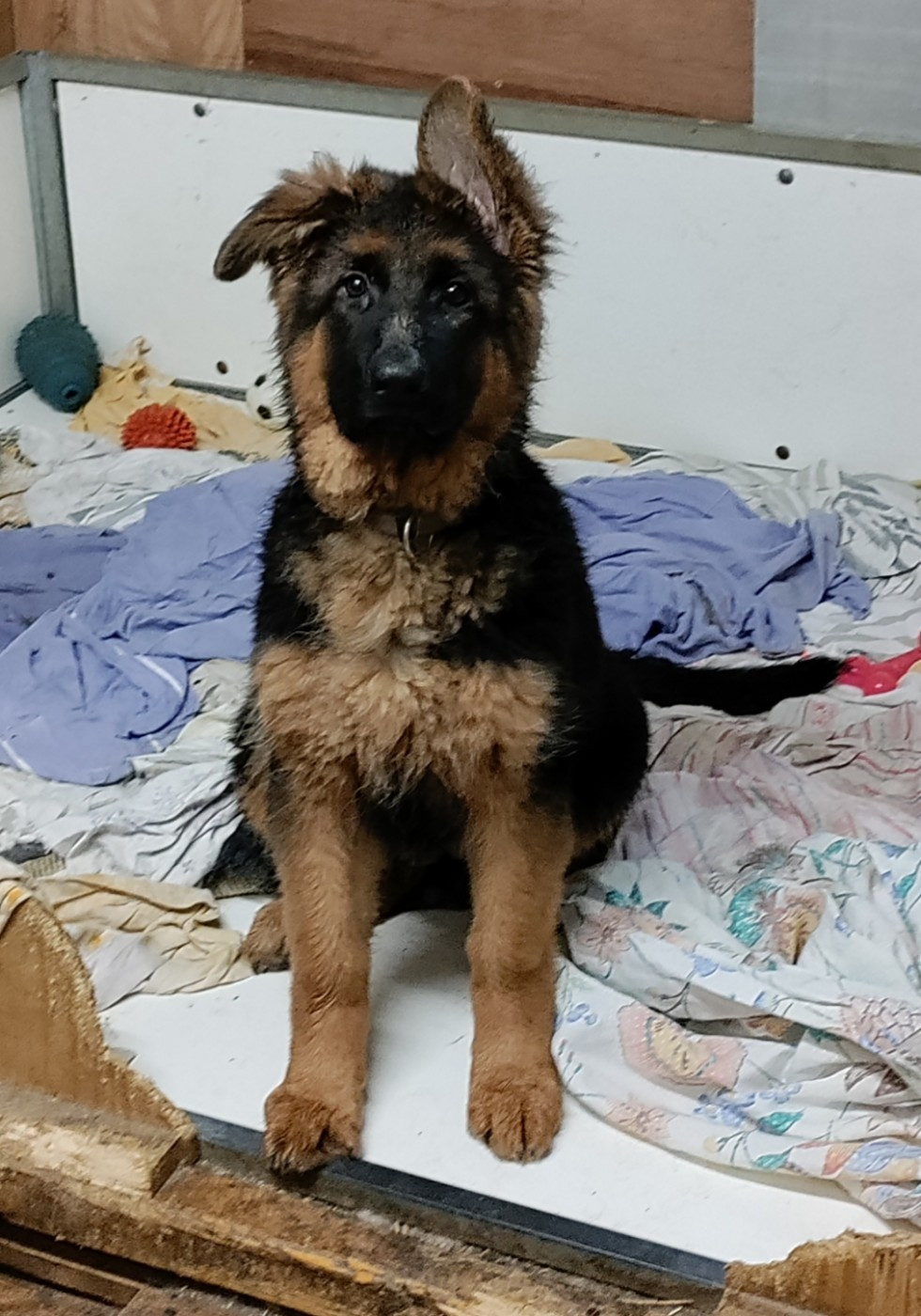 du domaine de Locus - Chiots disponibles - Berger Allemand Poil Long