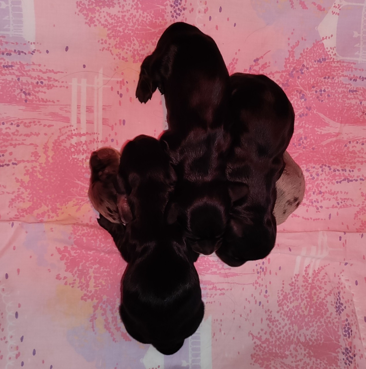 du domaine de Locus - Chiots disponibles - Teckel poil long