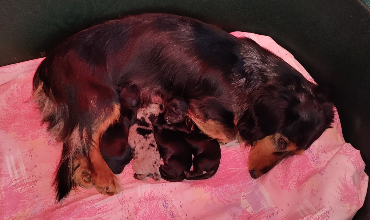 Chiot Teckel poil long du domaine de Locus