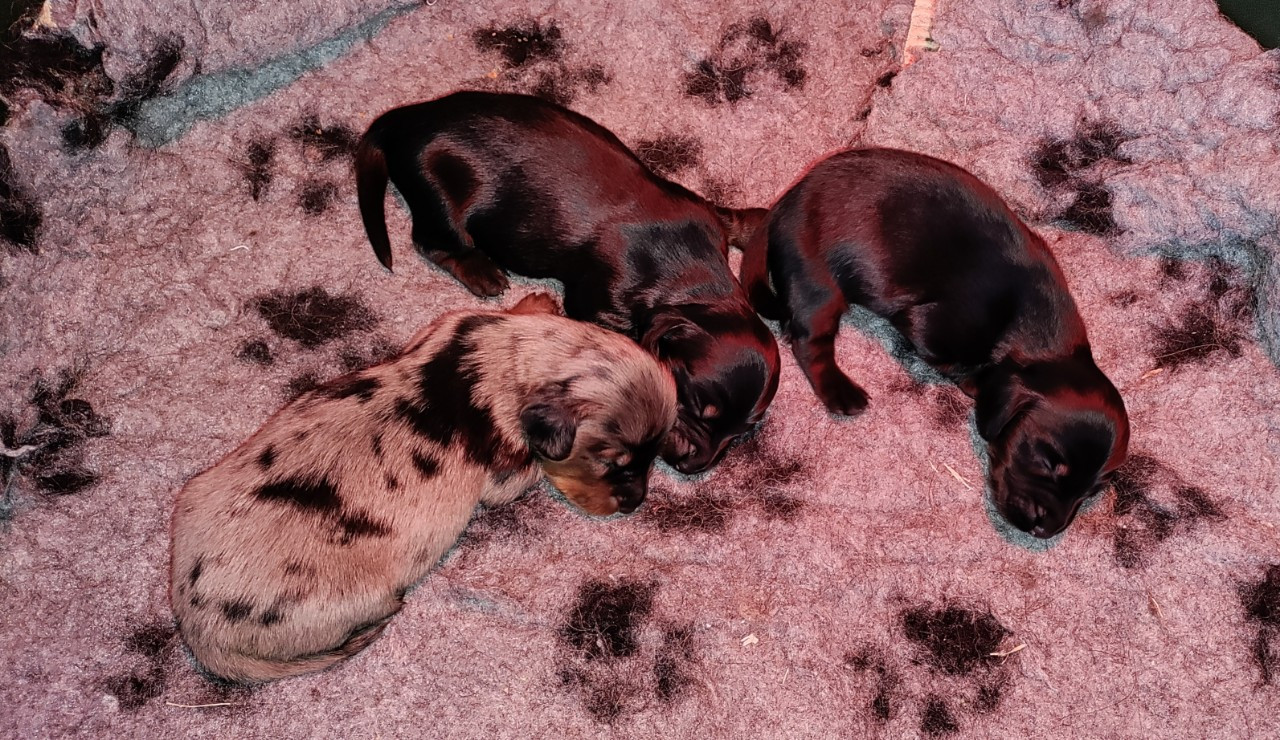 du domaine de Locus - Chiots disponibles - Teckel poil long