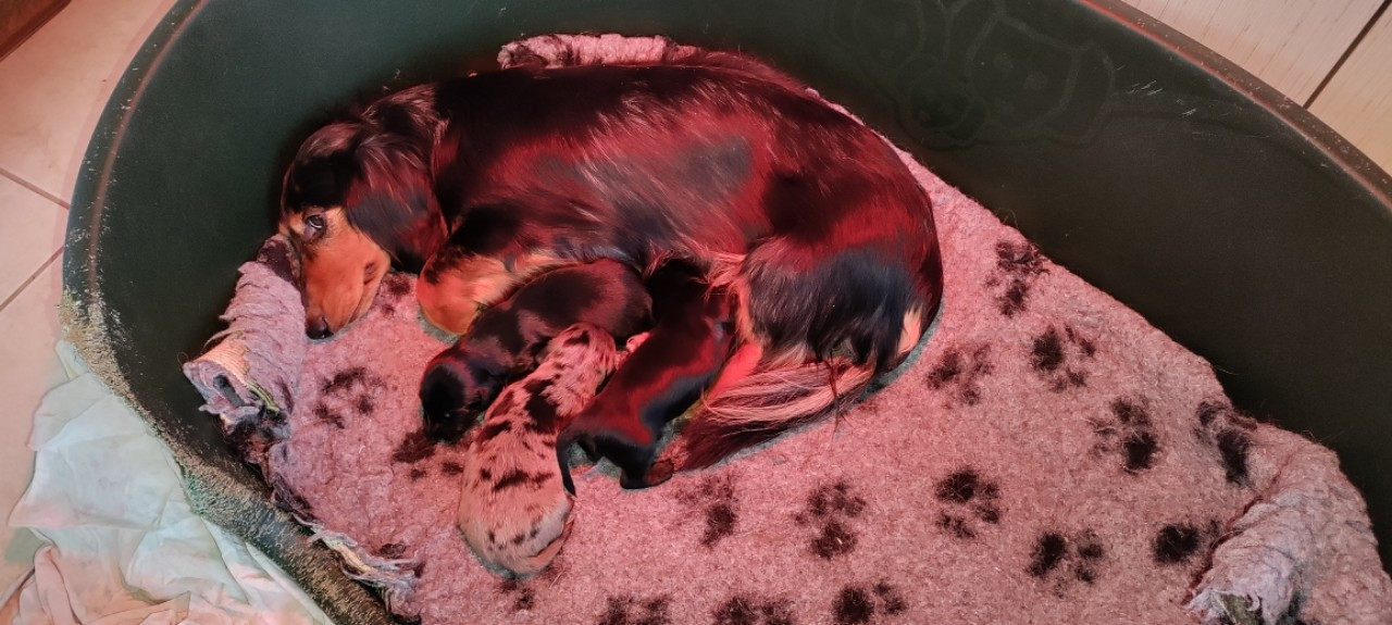 Chiot Teckel poil long du domaine de Locus