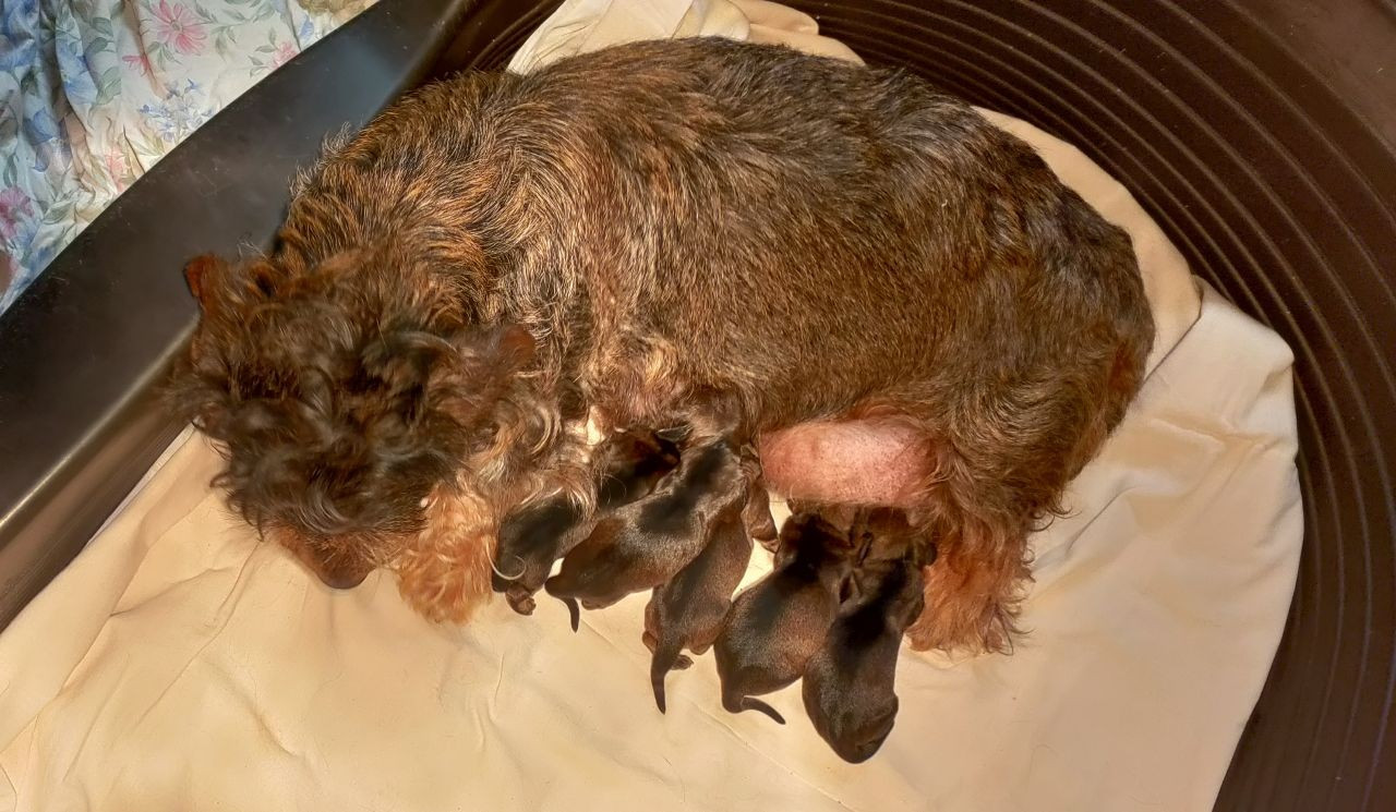 Chiot Teckel poil dur du domaine de Locus