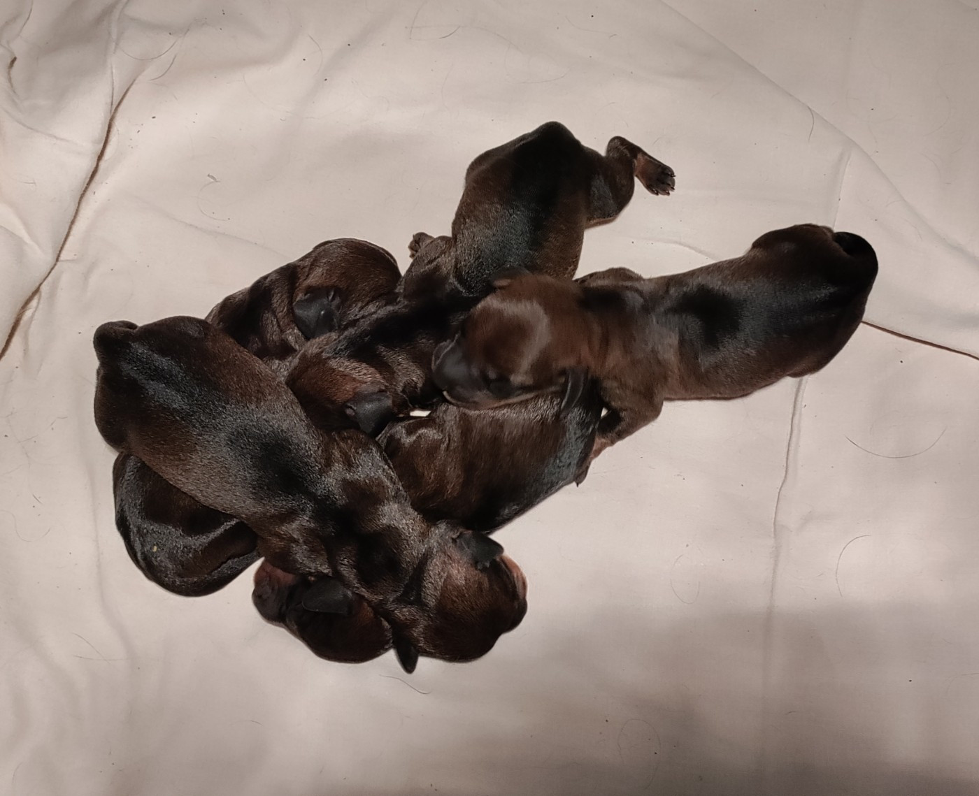 du domaine de Locus - Chiots disponibles - Teckel poil dur