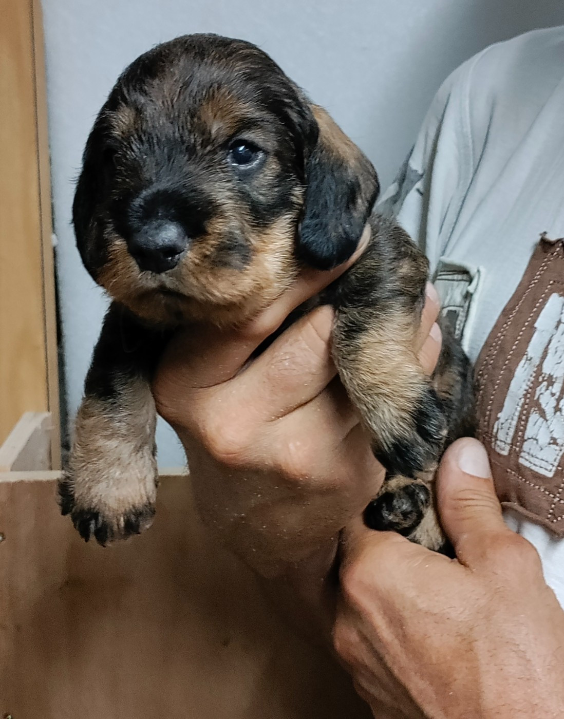 du domaine de Locus - Chiots disponibles - Teckel poil dur