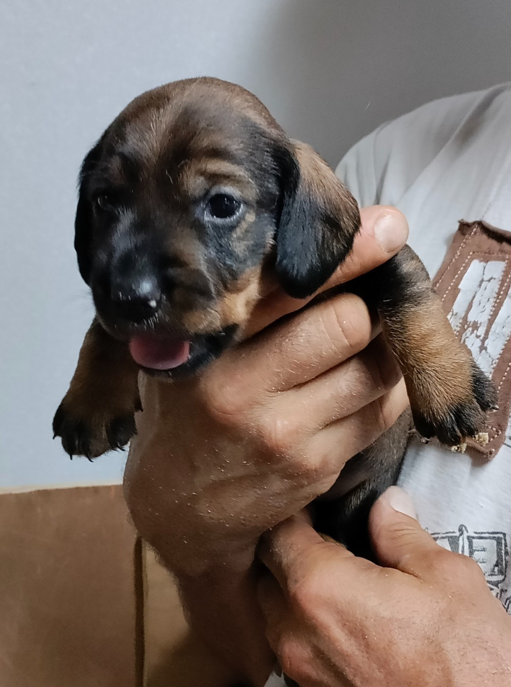 du domaine de Locus - Chiots disponibles - Teckel poil dur