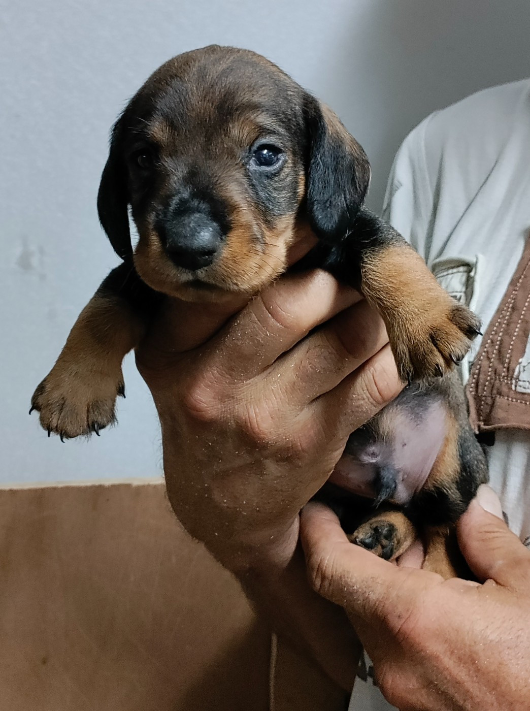 du domaine de Locus - Chiots disponibles - Teckel poil dur