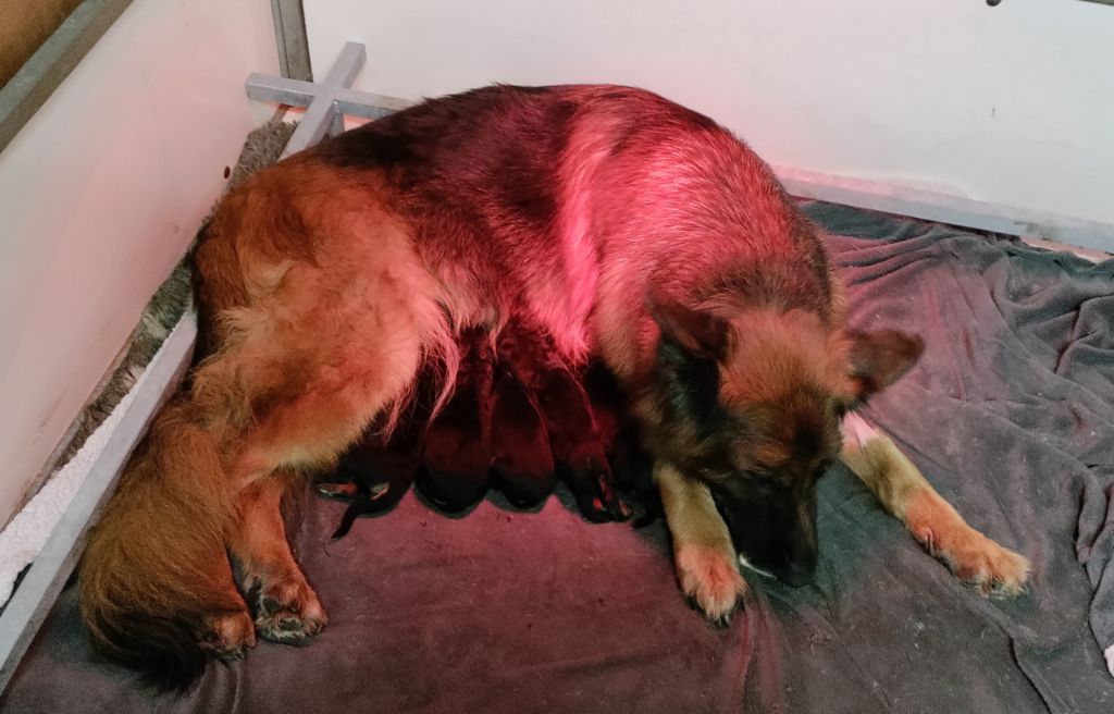 Chiot Berger Allemand Poil Long du domaine de Locus