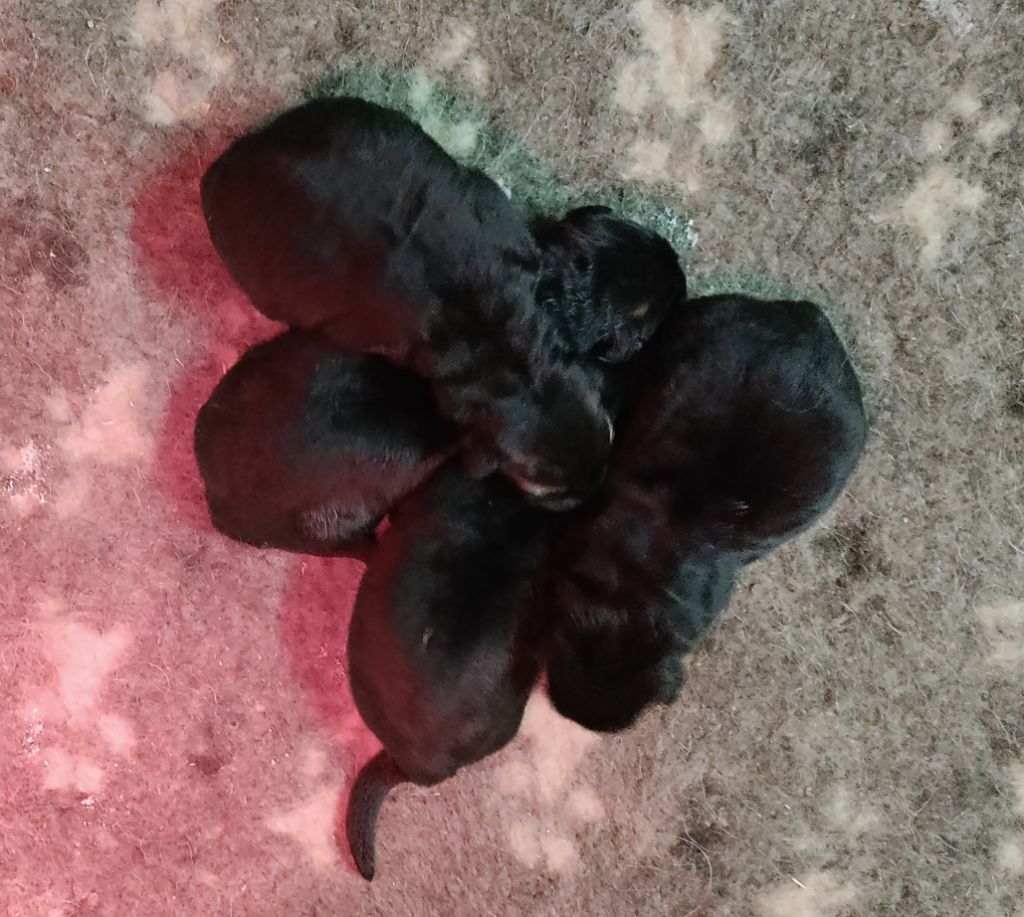 du domaine de Locus - Chiots disponibles - Berger Allemand Poil Long