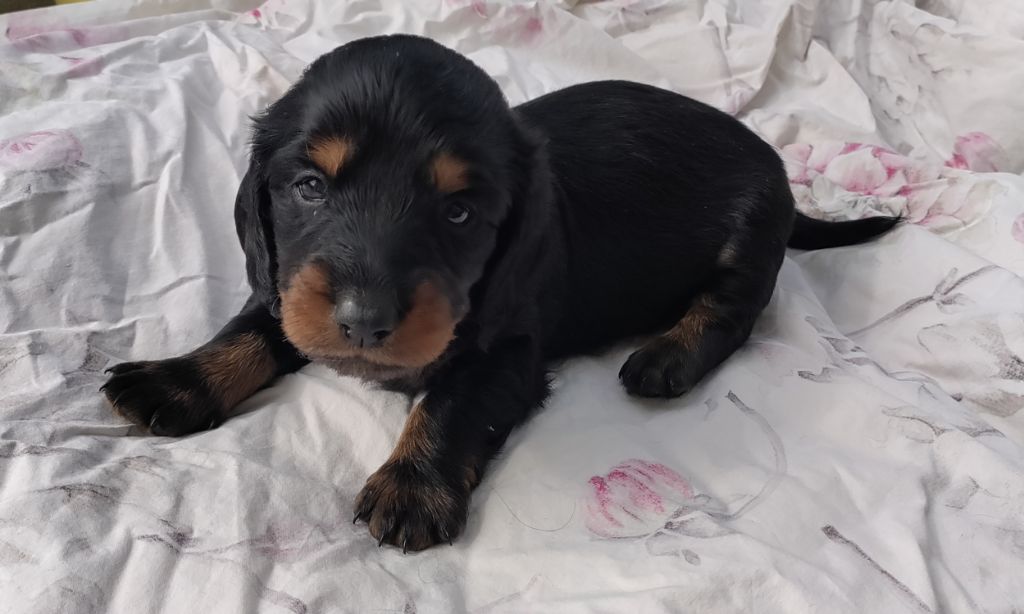 du domaine de Locus - Chiots disponibles - Teckel poil long