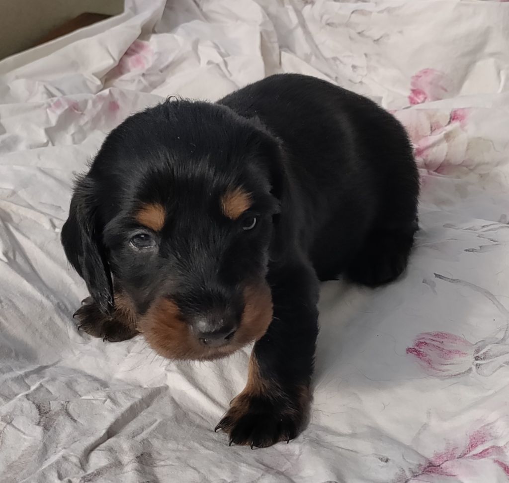 du domaine de Locus - Chiots disponibles - Teckel poil long