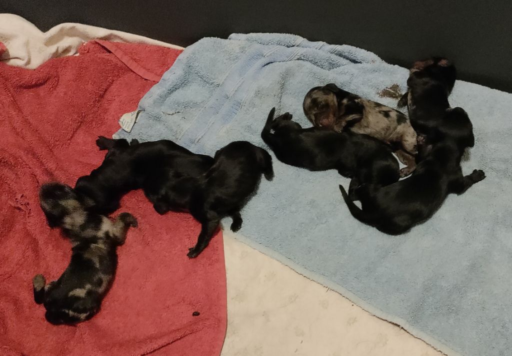 du domaine de Locus - Chiots disponibles - Teckel poil long